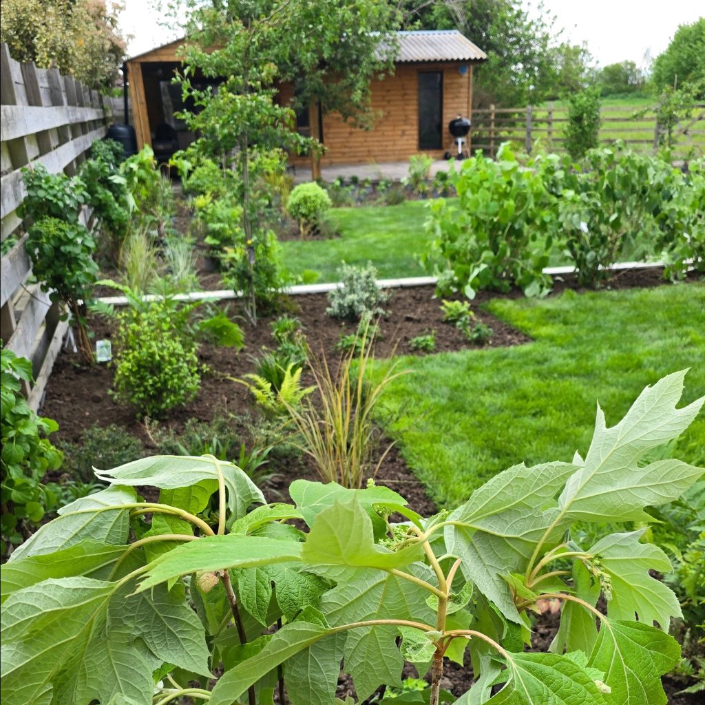Planted borders filling out alongside the new lawn