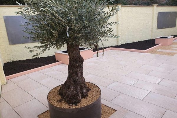 Courtyard Garden with Rendered Planters & Olive Tree