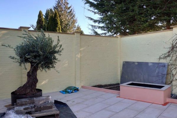 Mature olive tree beside a rendered planter