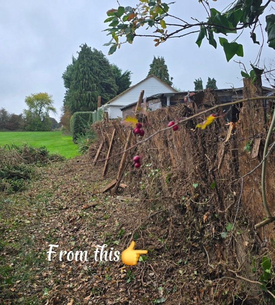 Overgrown boundary before the new fence was installed