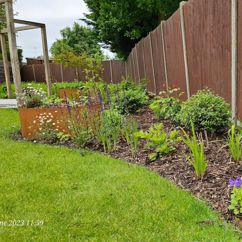Mature border planting with salvias and grasses along a curved lawn edge