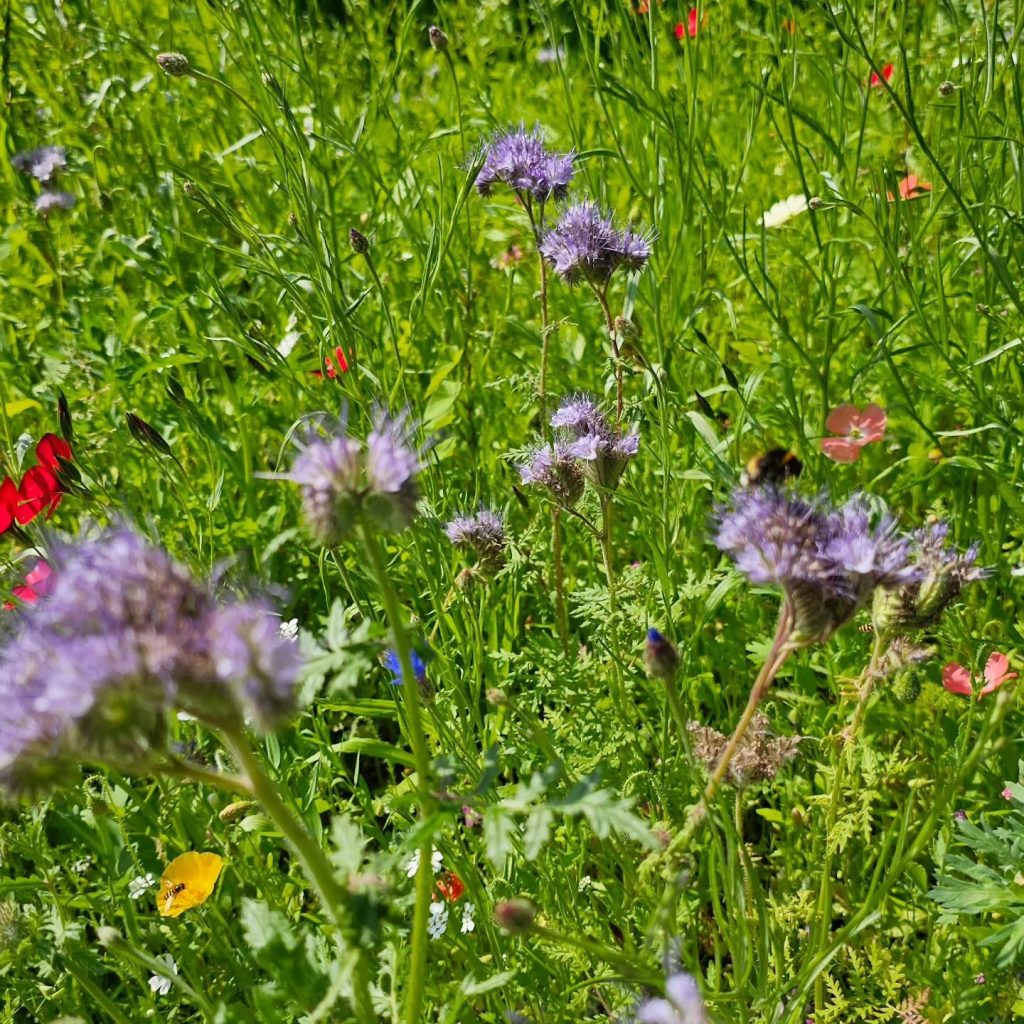 Close-up of wildflowers including phacelia and poppies